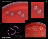 vibrio cholerae cell and colony morphology and microscopic appearance